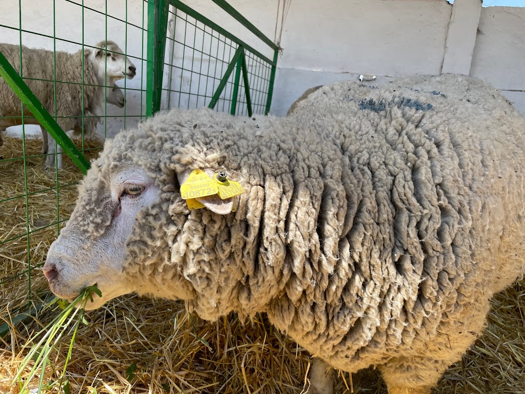 В Казахстане начнут субсидировать сдаваемые на переработку шерсть и шкуры