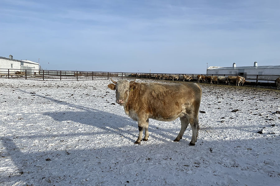 Ветеринарию в Казахстане хотят добить