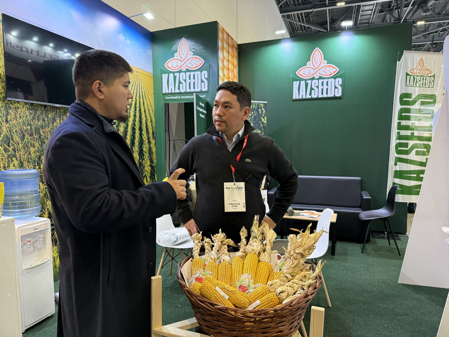 Новые гибриды кукурузы представили на KazAgro