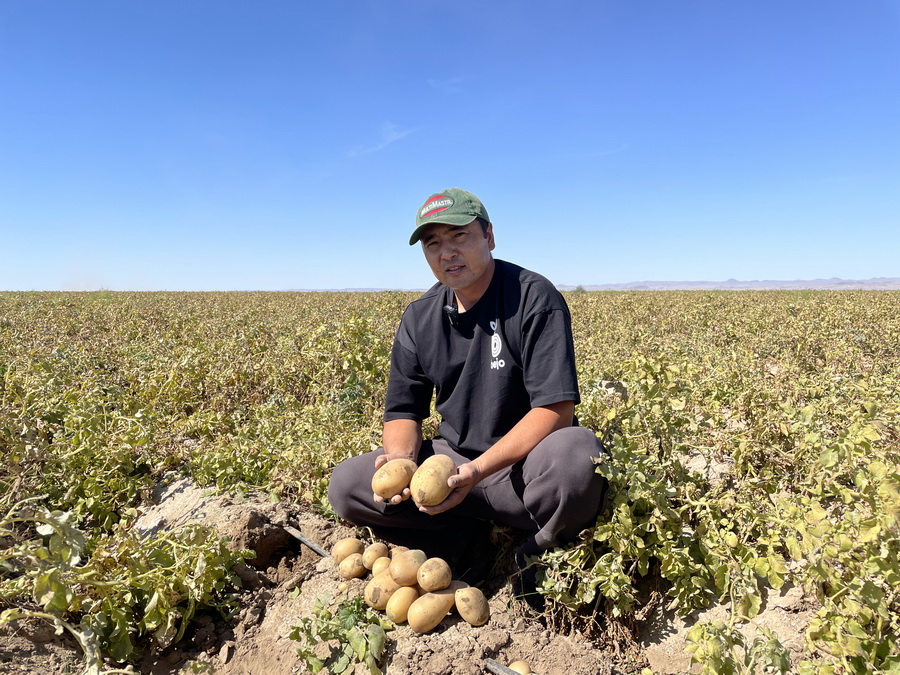 Сколько стоит картофель нового урожая в Казахстане