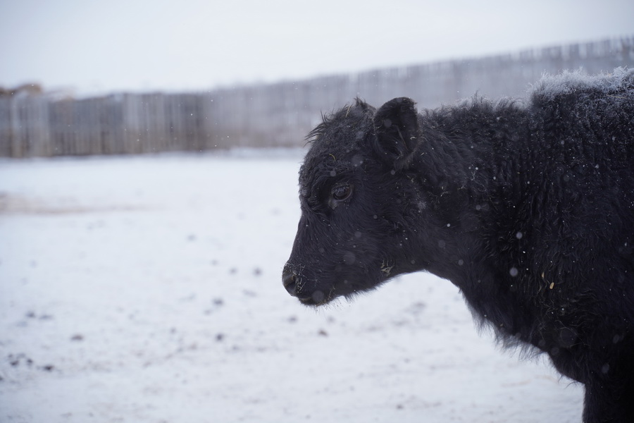 Запрет на экспорт скота ударит по фермерам