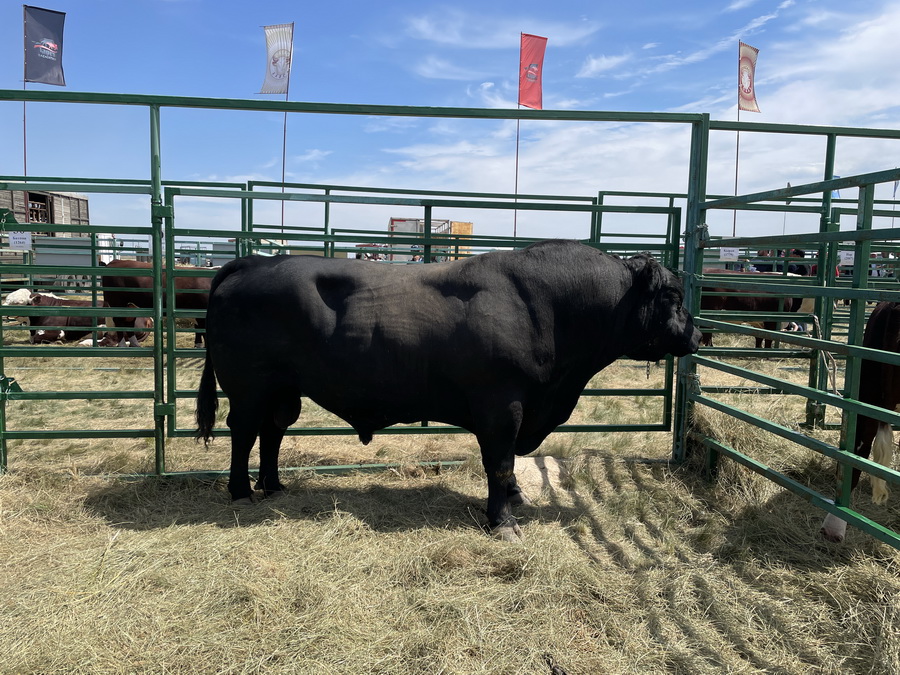 Ангус от KazBeef признан лучшим быком Казахстана