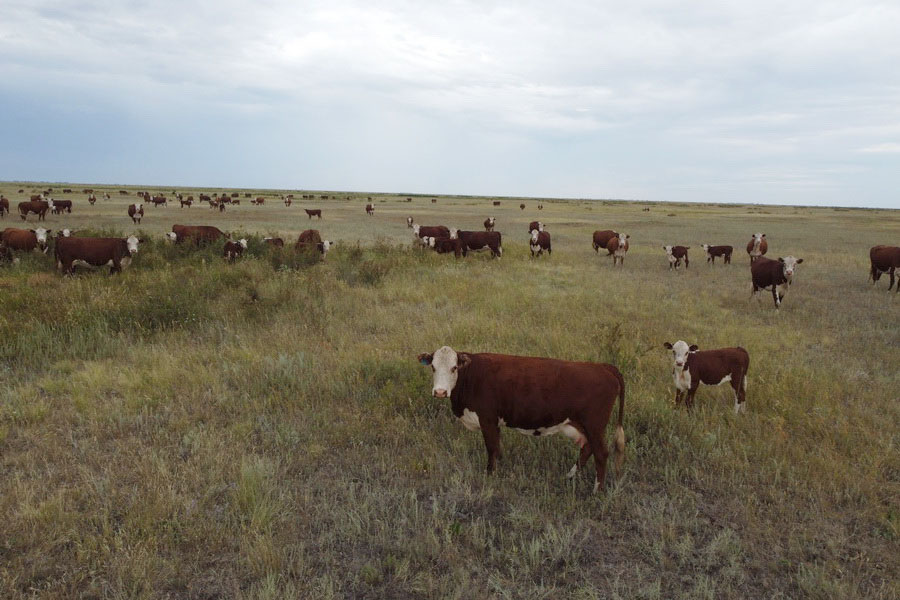 Племенных акбасов по 700 тыс. тенге предлагают фермеры ЗКО