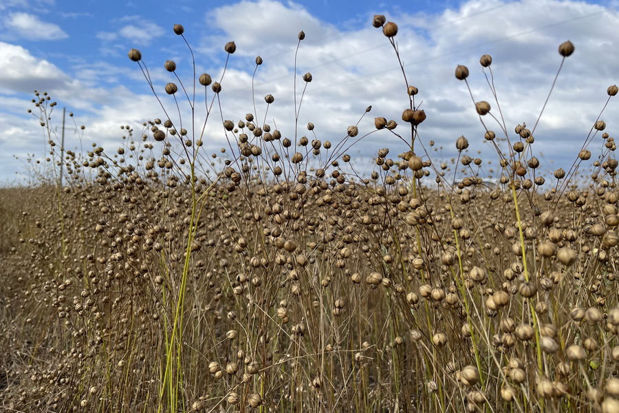Цены на масличные поддержат рентабельность фермеров Казахстана