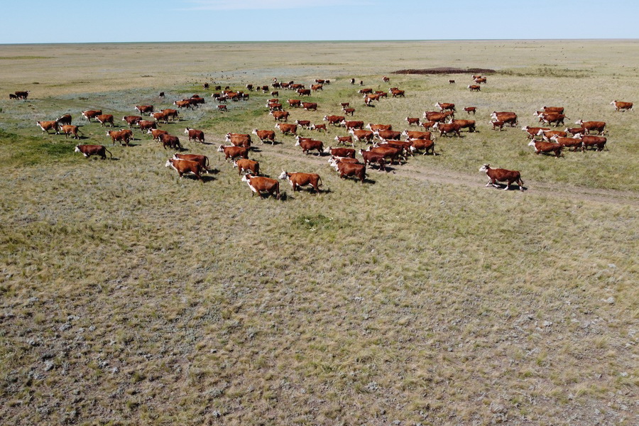 Фермеры Казахстана наращивают поголовье КРС