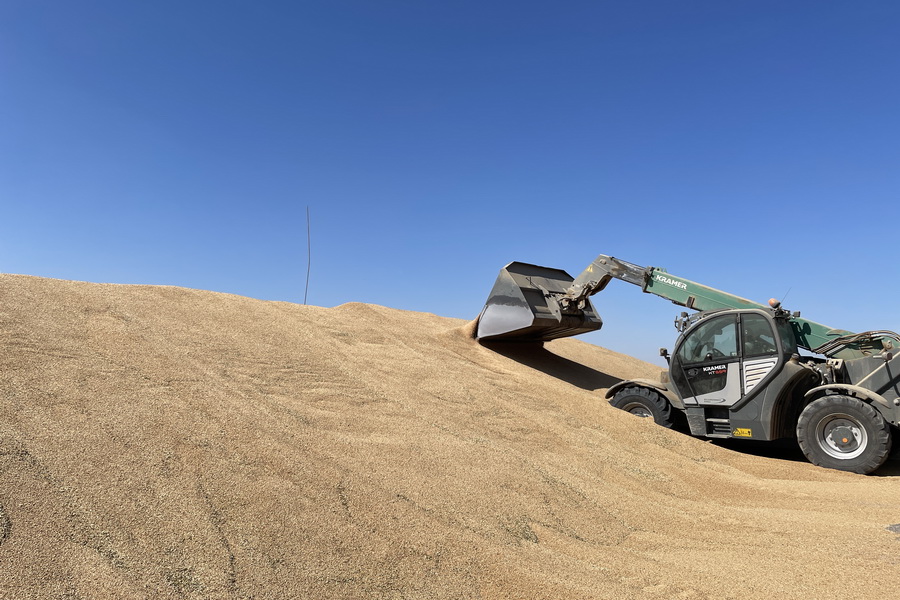 Зерна за бесценок в Казахстане не будет