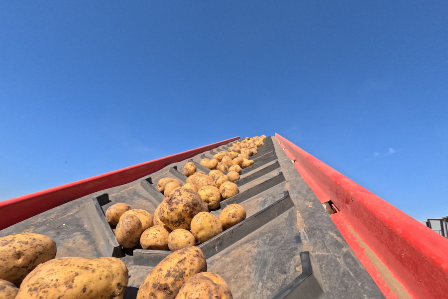 Кто заработал на «золотом» картофеле в Казахстане